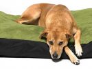 washable dog beds