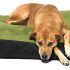 washable dog beds